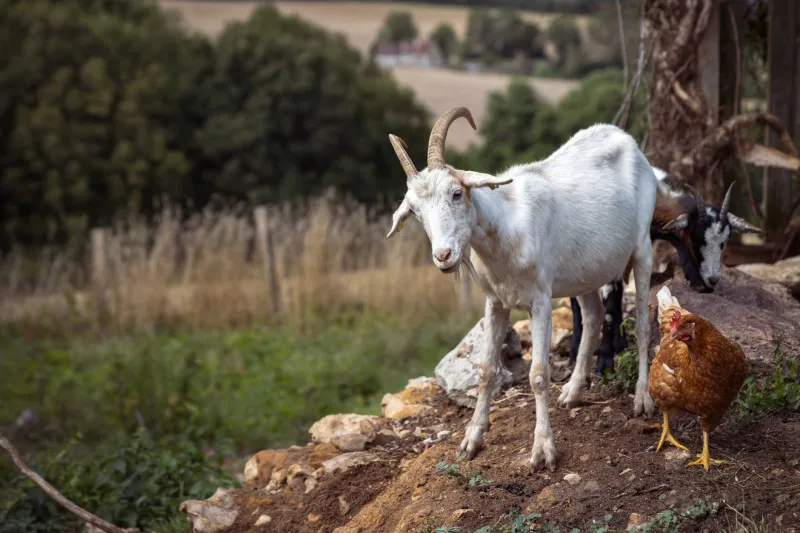 Corrales, colmenares y cercados: cuando los animales forman parte del proyecto arquitectónico de tu finca sostenible