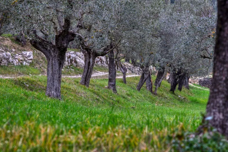 Los muros de piedra seca: infraestructura viva que moldea el paisaje mediterráneo y protege la tierra de las fincas