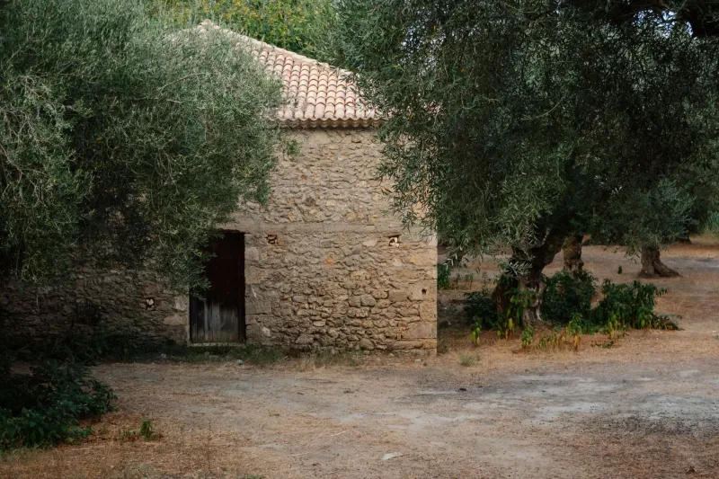 Cuando el árbol es el pilar: integrar ejemplares centenarios como estructura viva en la rehabilitación de fincas rurales