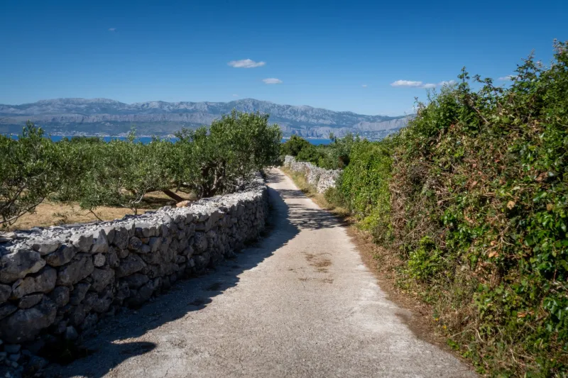 Caminos que cuidan: cómo diseñar accesos rurales que nutren el ecosistema en lugar de dividirlo