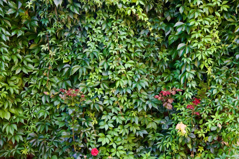 Fronteras que florecen: vegetación estratégica para delimitar tu finca con vida, privacidad y belleza